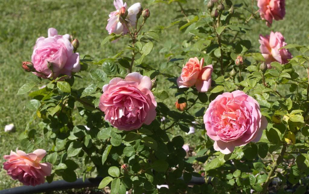 Mayor of Casterbridge photo MayorofCasterbridge_zps4afad70e.jpg